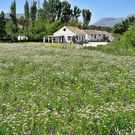 Retama Ronda